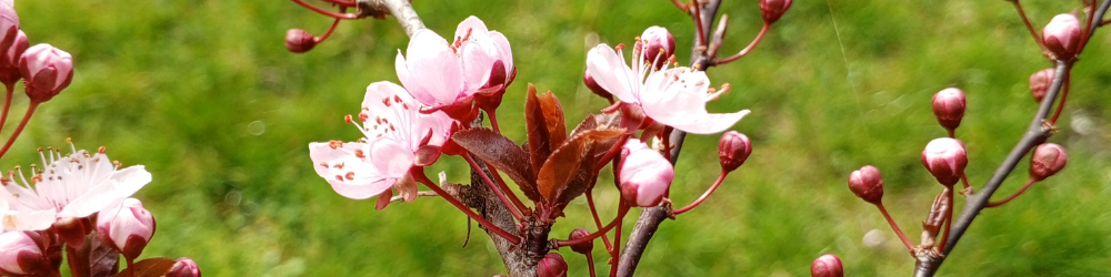 Na plantacji słów D.E.O.