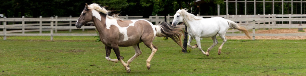 HorseSense