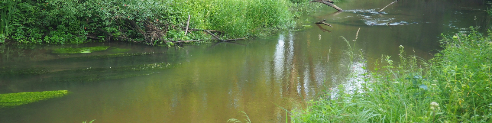 Łukasz Drążewski / krainapstraga.pl