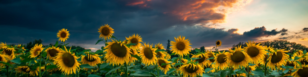 Marcin Kopij Fotografia