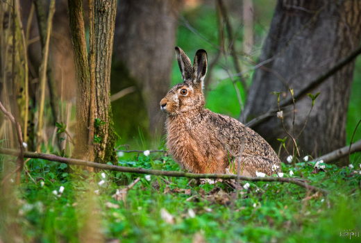 Puszcza Białowieska - wyprawa fotograficzna