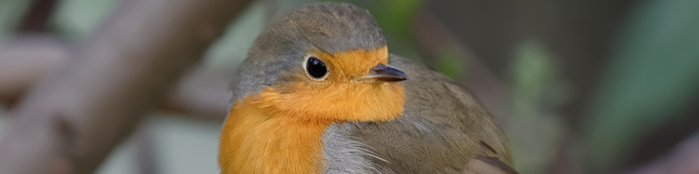 Przyroda dla Sosnowca