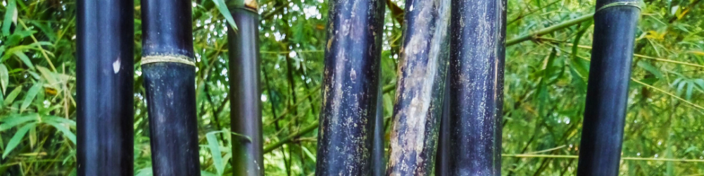 Chlorofilowy Dziennik