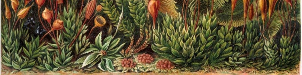 HYPNUM | Hipnoza i rozwój osobisty w mszystej przestrzeni