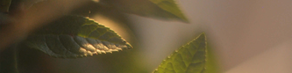 Architektura Harmonii