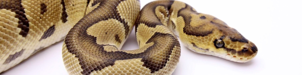 Pythons-Passion