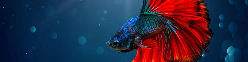 Podwodnekrolestwo.pl