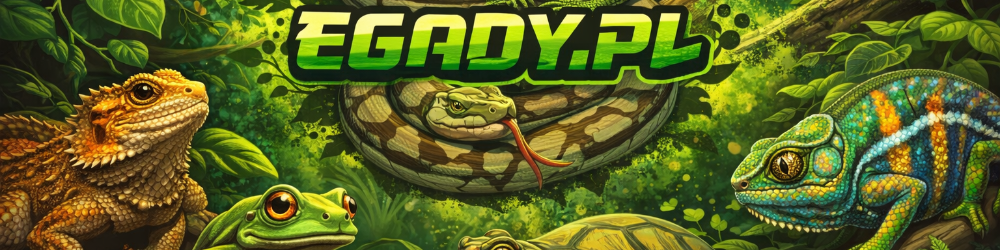 Egady.pl