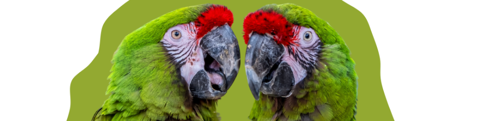 Crazy_parrot_education